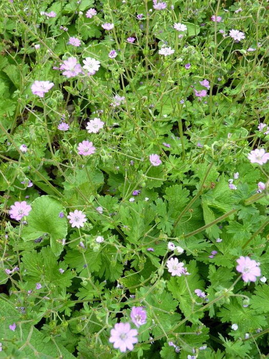 Geranium pyrenaicum